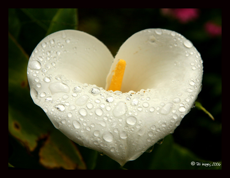 heart_white_flower.jpg