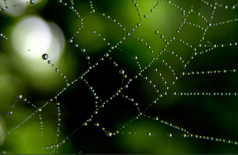 spider-web-raindrops-cropped.jpg